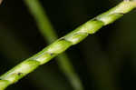 Broadleaf signalgrass